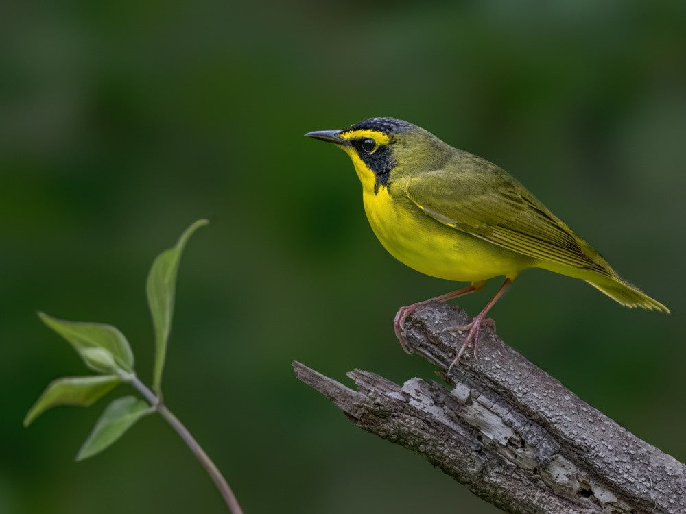 Kentucky warbler