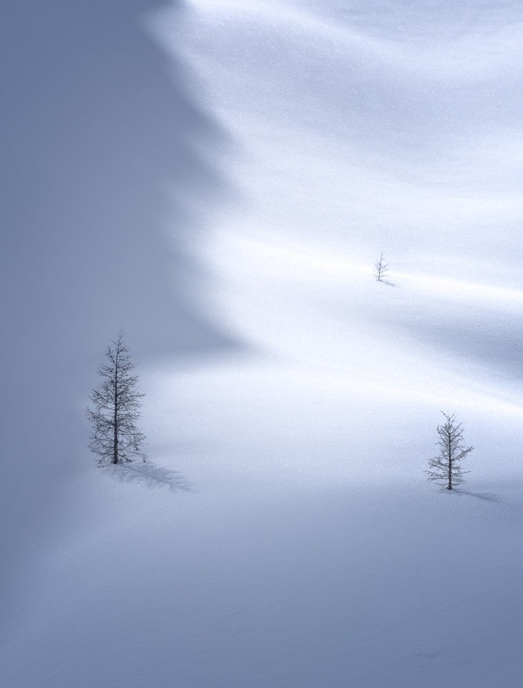Schatten der Bäume