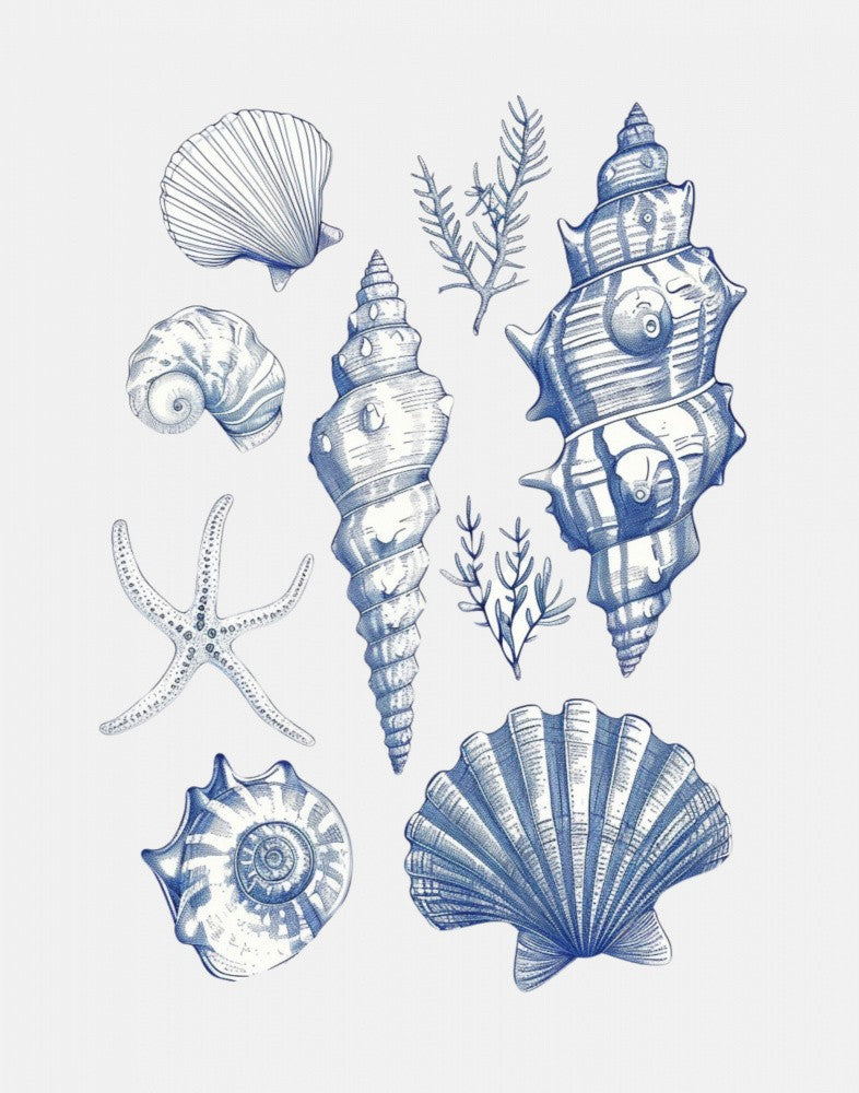 Collage de Coquillages