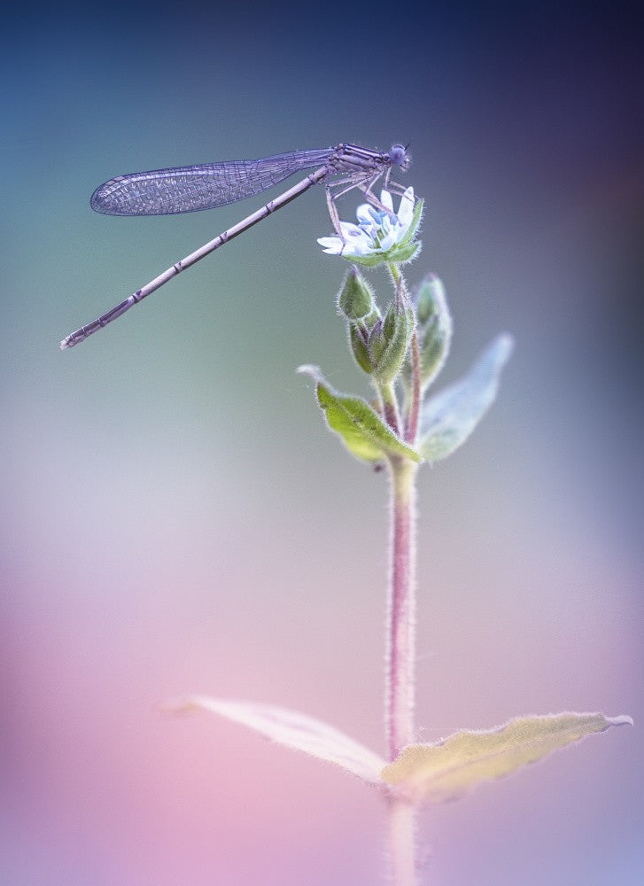Platycnemis pennipes