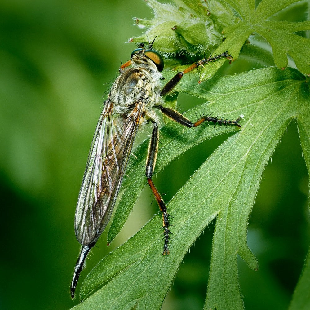 gadfly