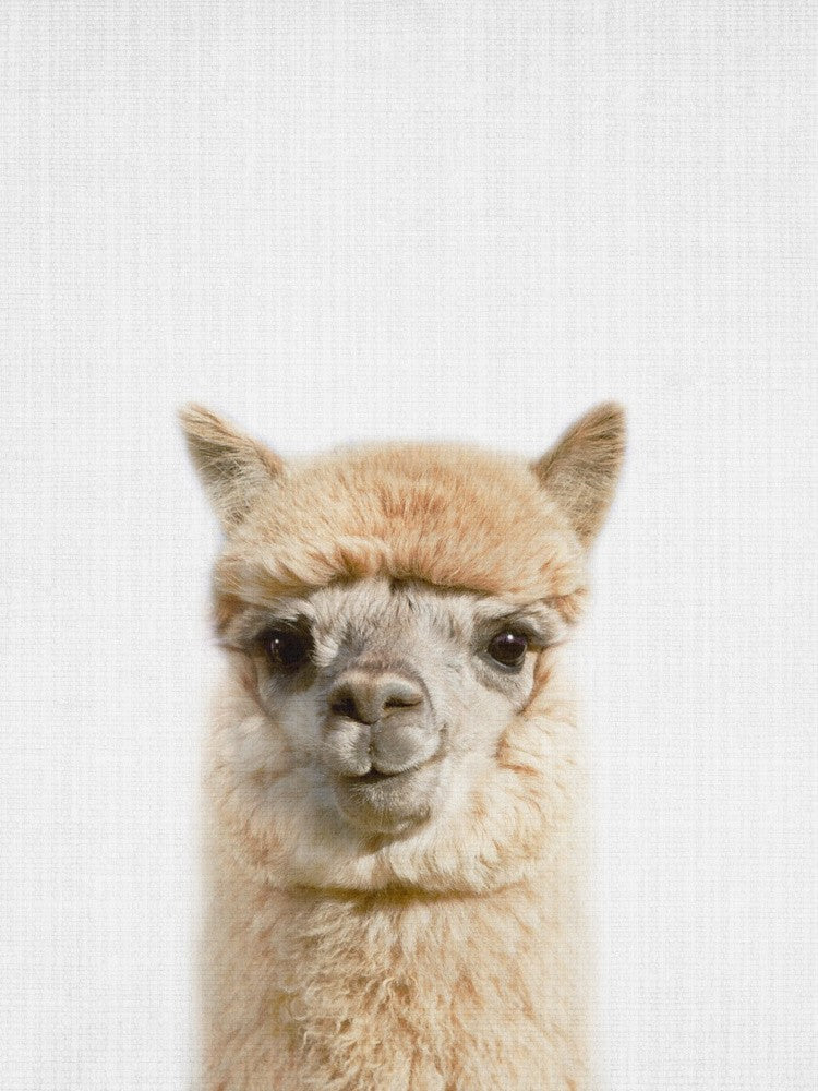 Peekaboo Alpaca