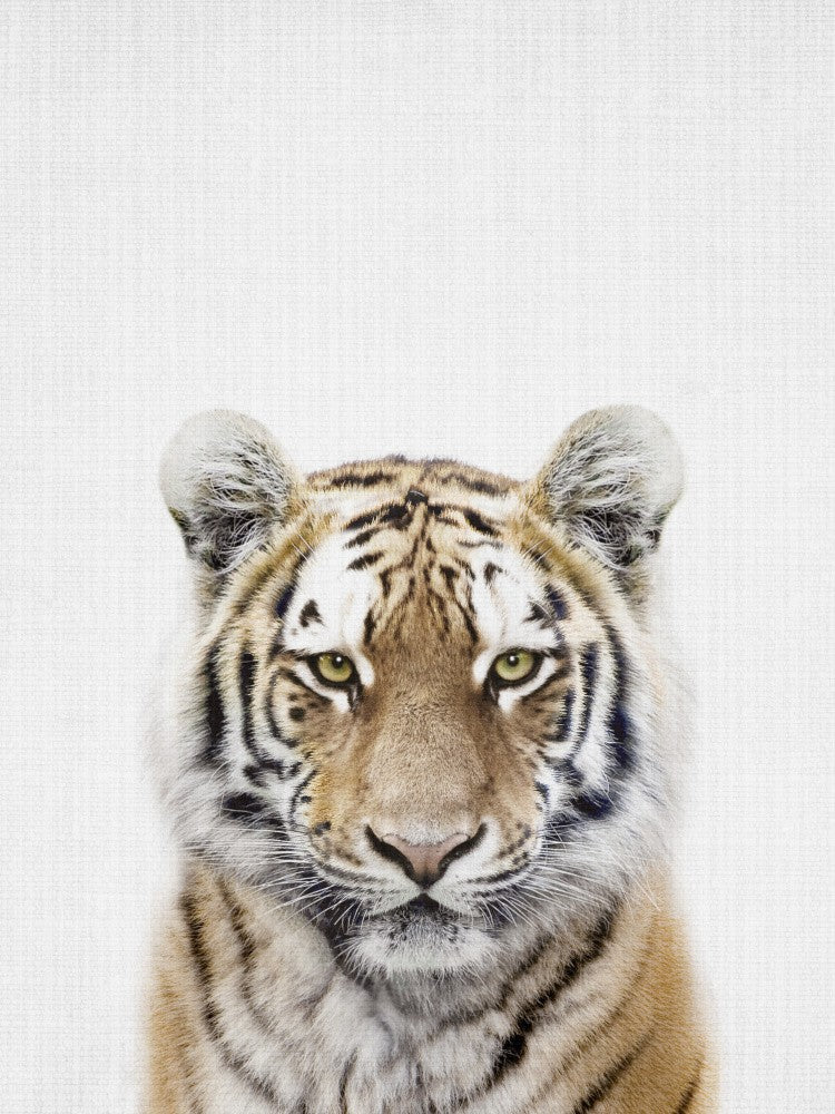 Guck-guck Tiger