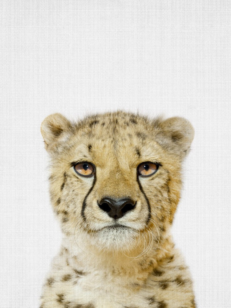 Guck-guck Gepard