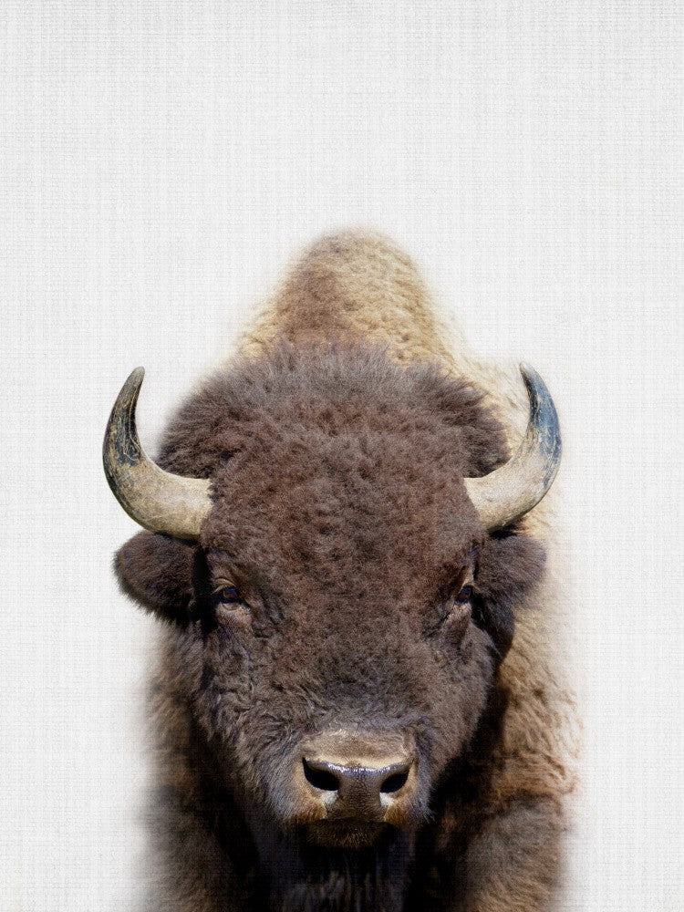 Peekaboo Bison