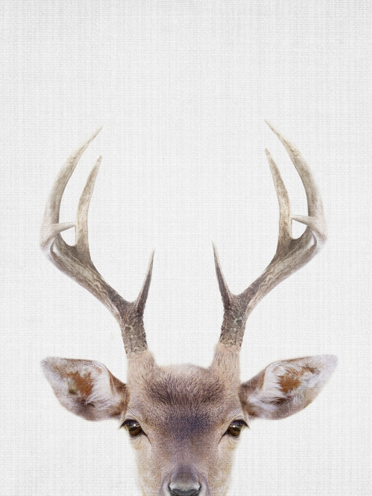 Peekaboo Deer