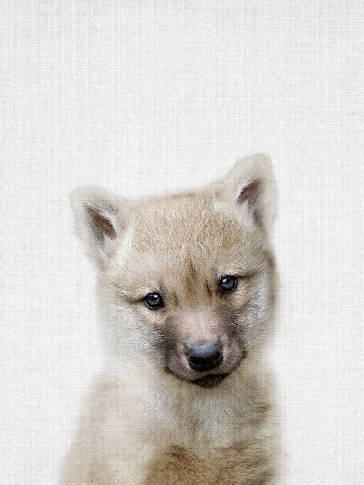 Peekaboo Baby Wolf