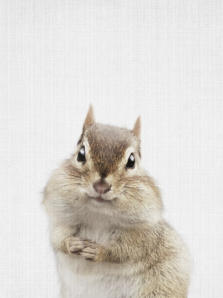 Peekaboo Chipmunk