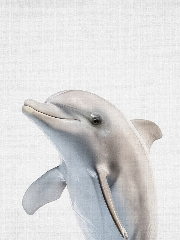 Peekaboo Delfin