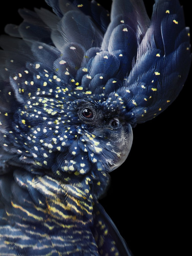 Blackcockatoo