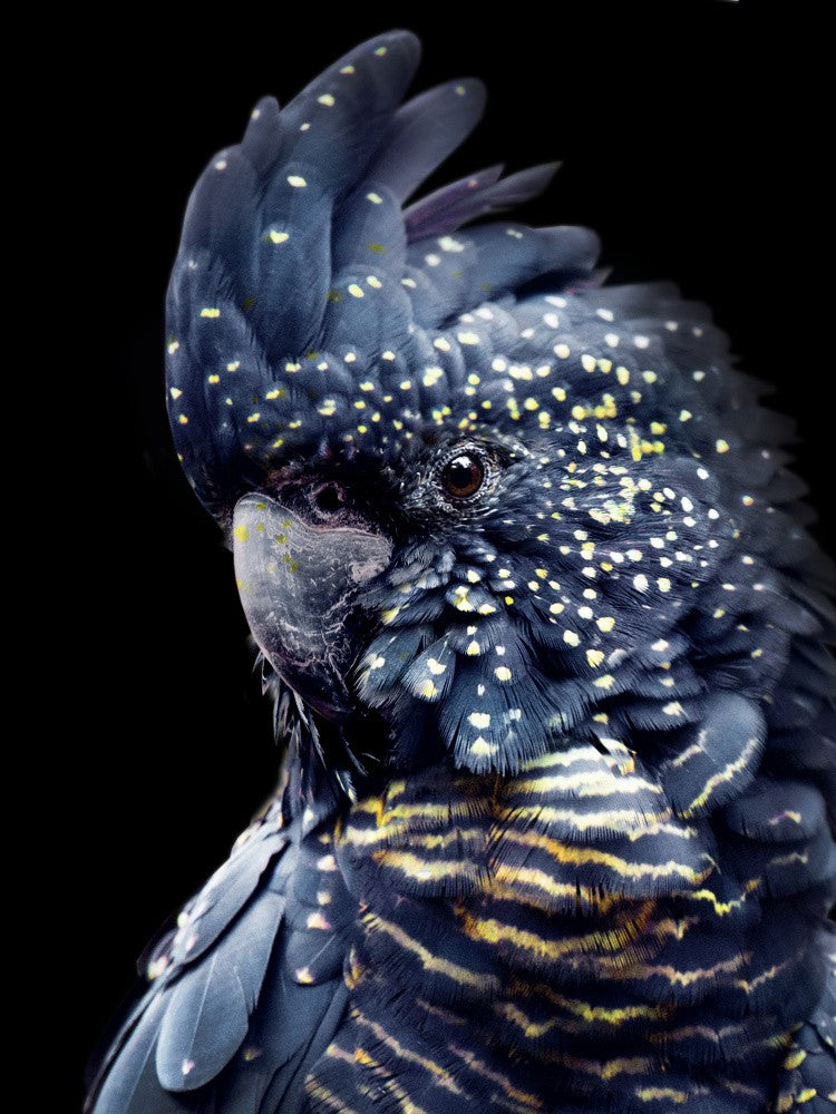 Blackcockatoo2