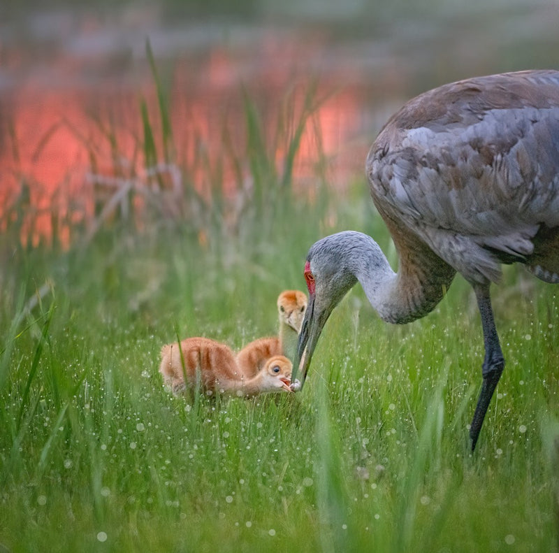Feeding