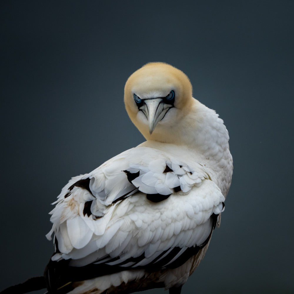 Young gannet trying to understand the world