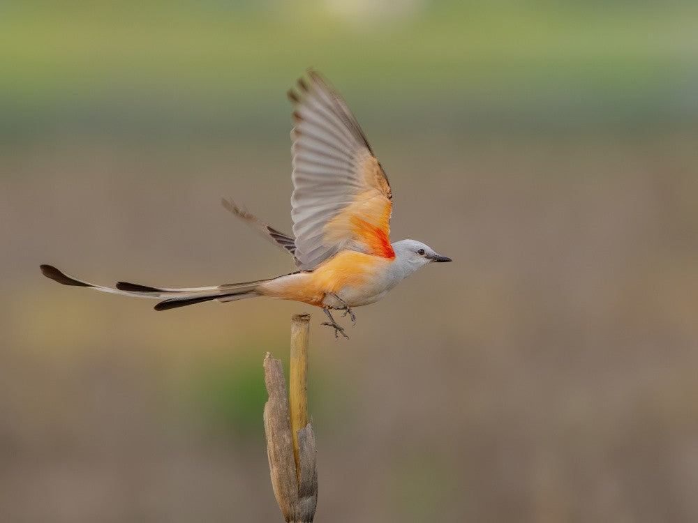 Scissor-tailed Flycatcher
