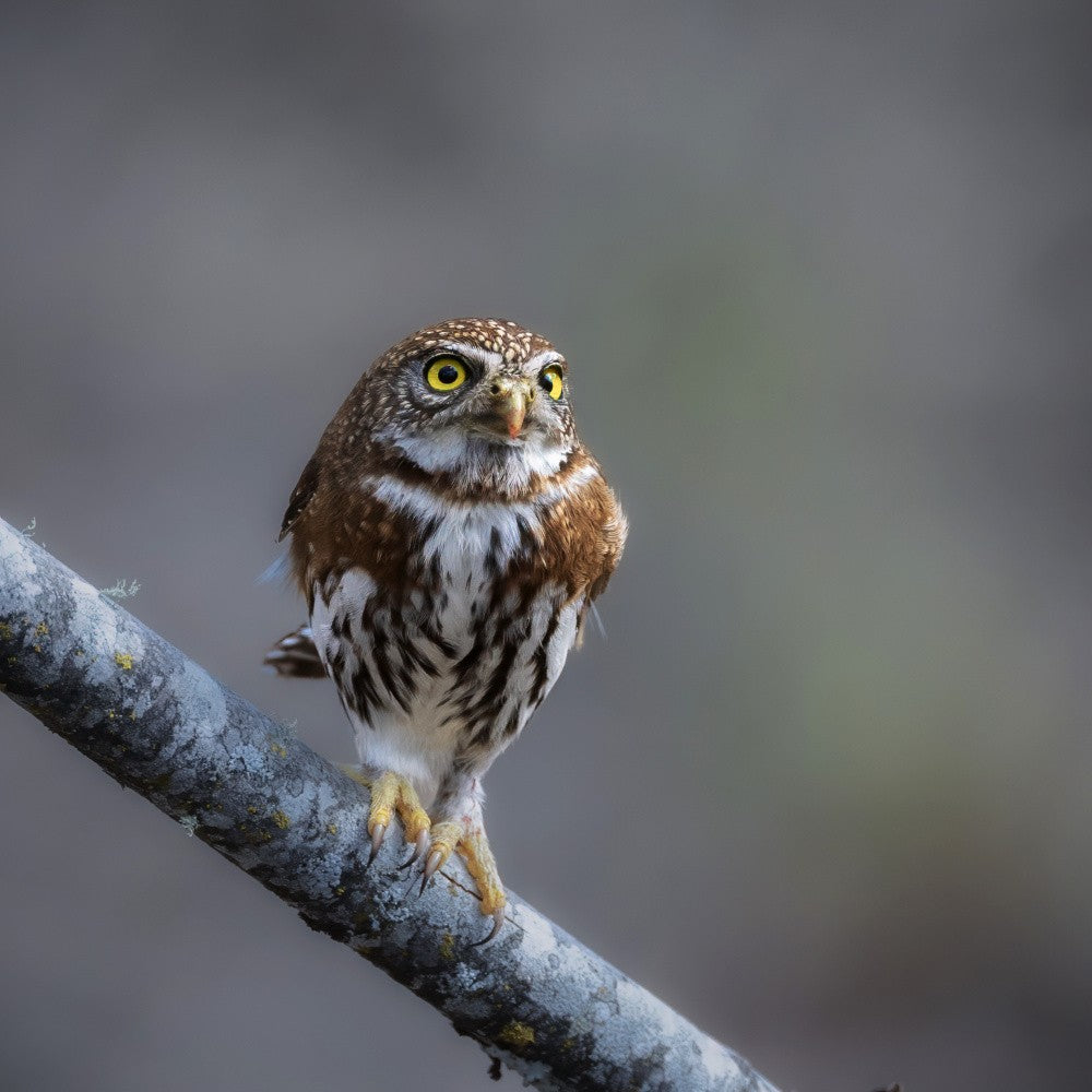 Northern Pygmy Owl