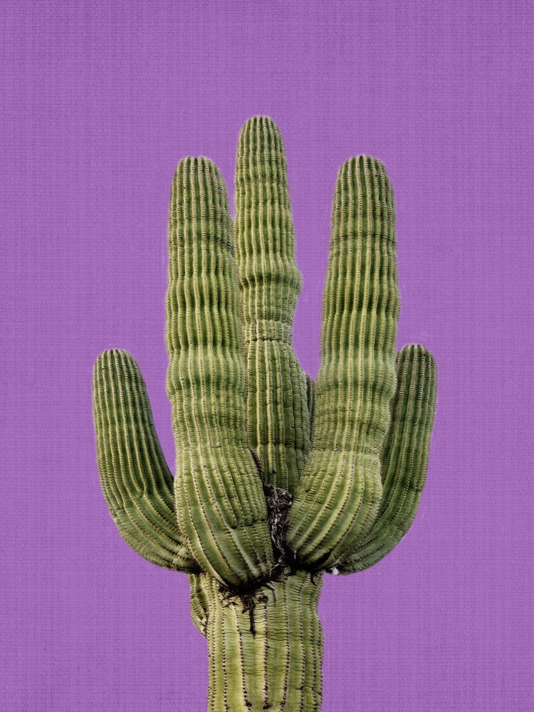 Cactus Violet