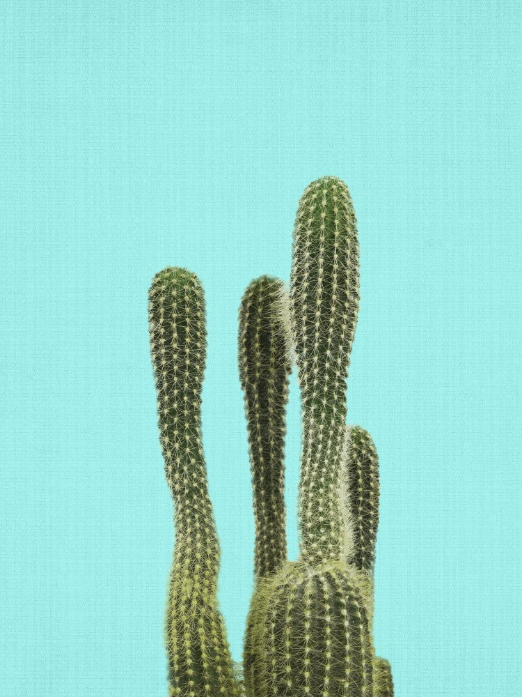 Turquoise Cactus