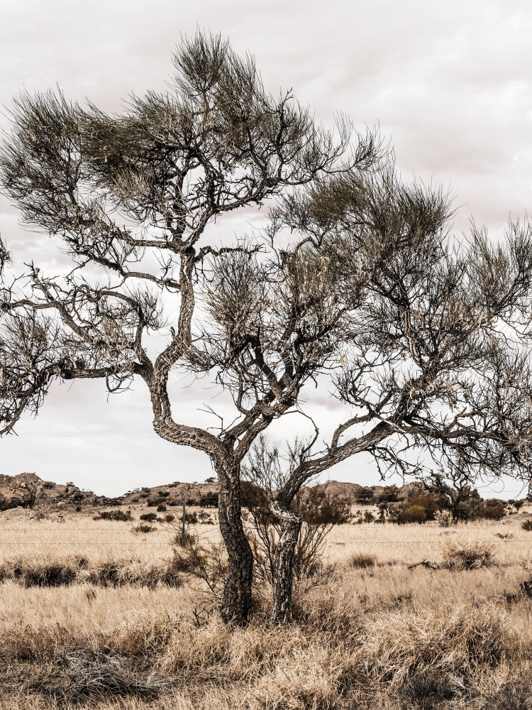Desert Tree