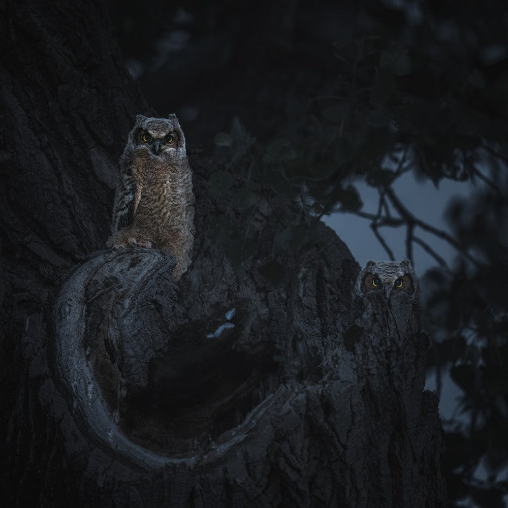 Two Owlets