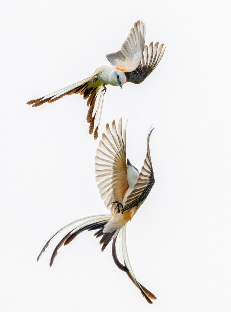 Scherenschwanz-Fliegenfänger