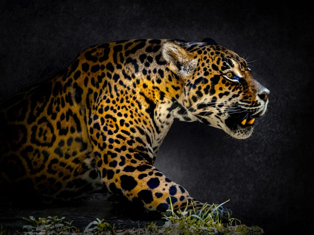Jaguar