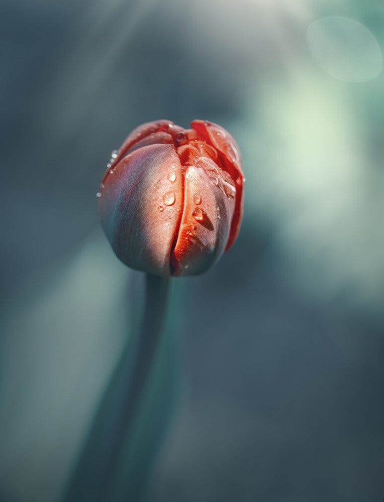 ...wet awakening...