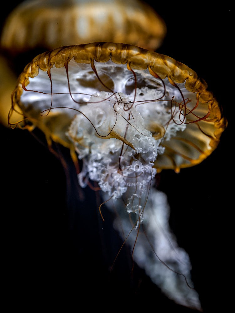Chrysaora fuscescens