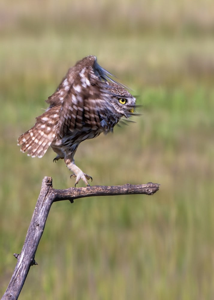 Burrowing Owl