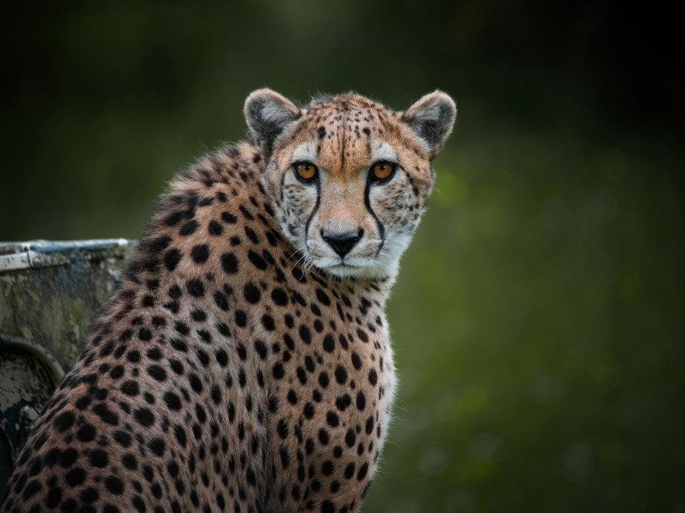 Cheetah Portrait - Acinonyx Jubatus