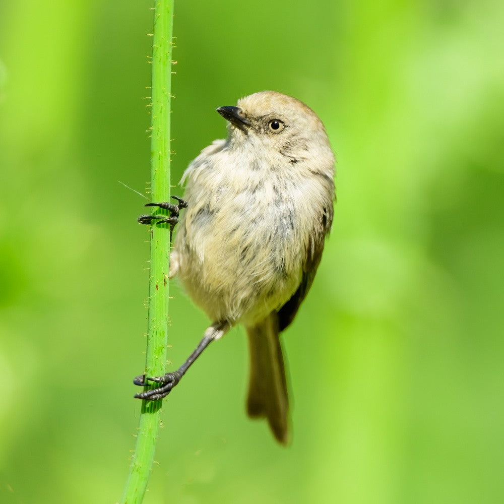 Bushtit