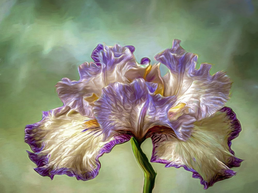 Painted Iris