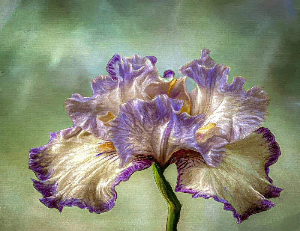 Painted Iris