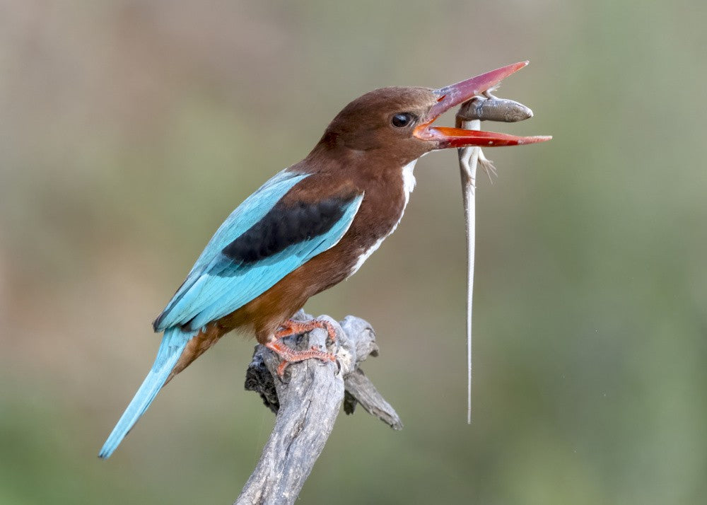 Kingfisher with catch