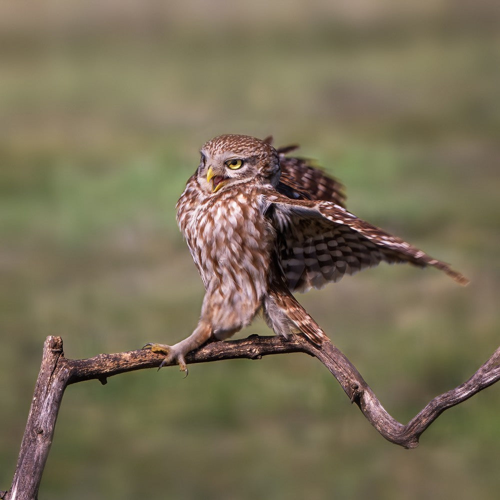 Burrowing Owl