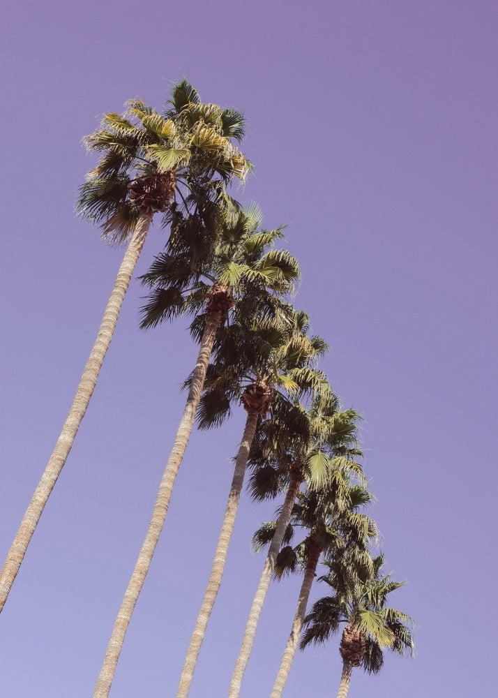Las Vegas Palm Trees
