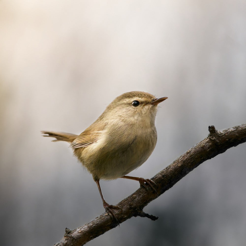 Japanese Warbler in Morning Dew
