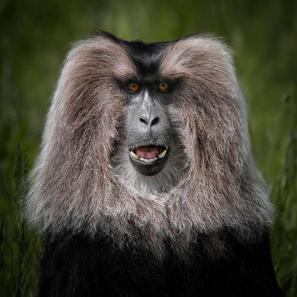Lion-Tailed Macaque - Macaca Silenus