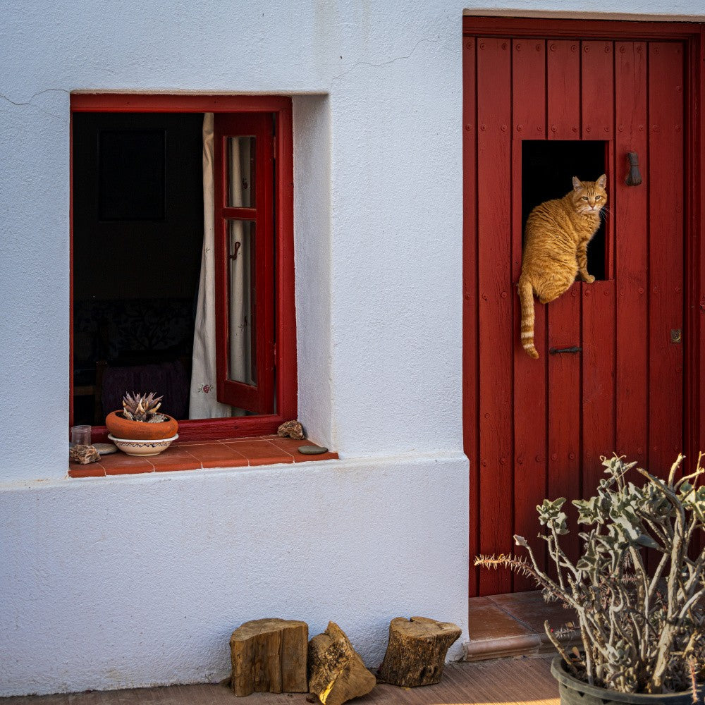 Katze und Fenster