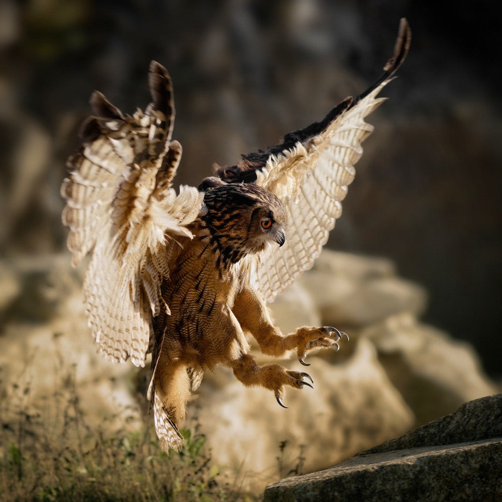 Majestic eagle owl in flight