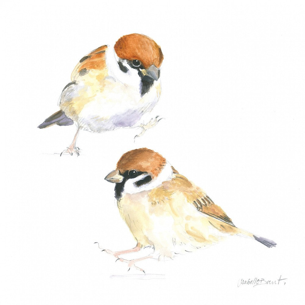 Little Sparrows