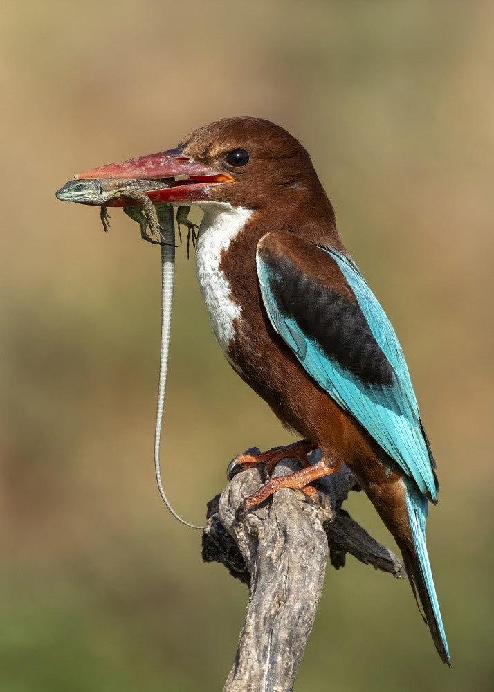 White-throated kingfisher AZ