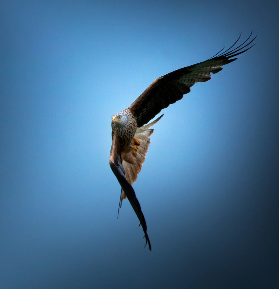 Red kite