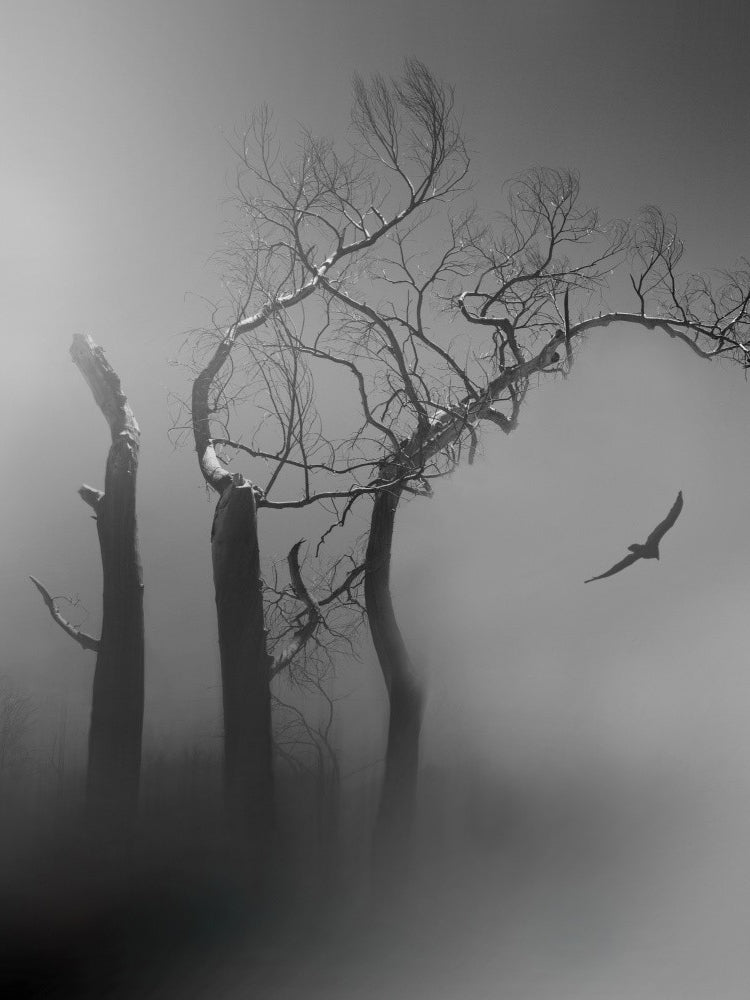 Morning in the Marsh