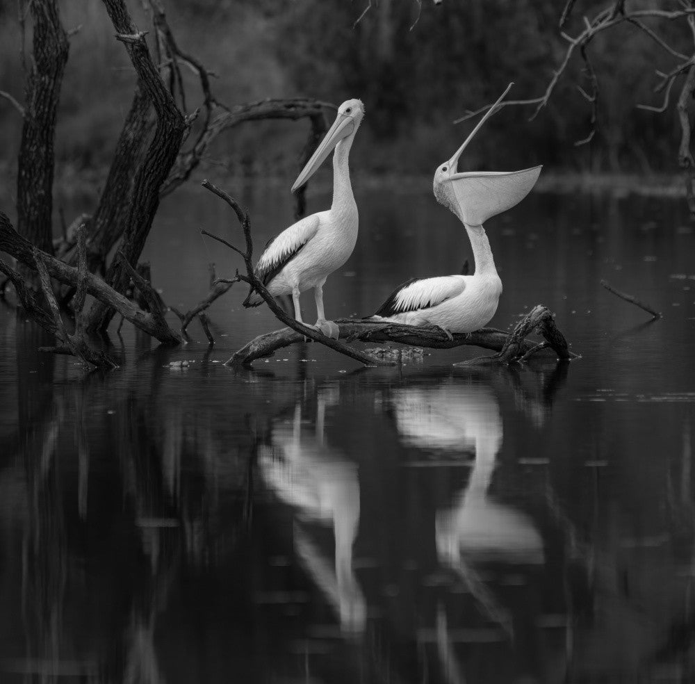 Tranquility