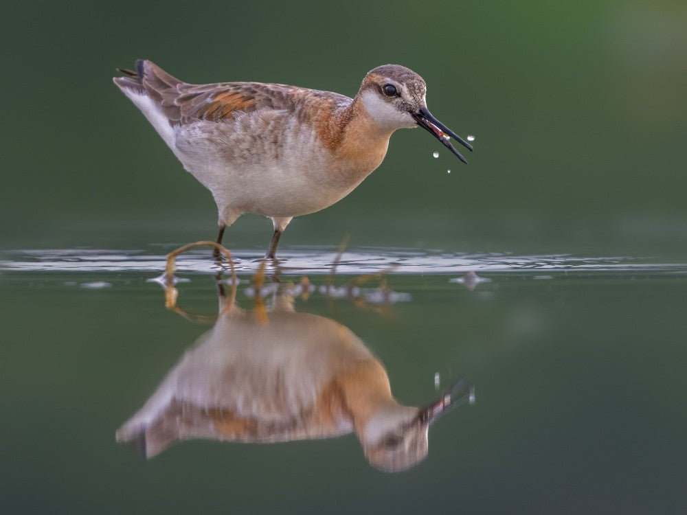 Wilson Phalarope