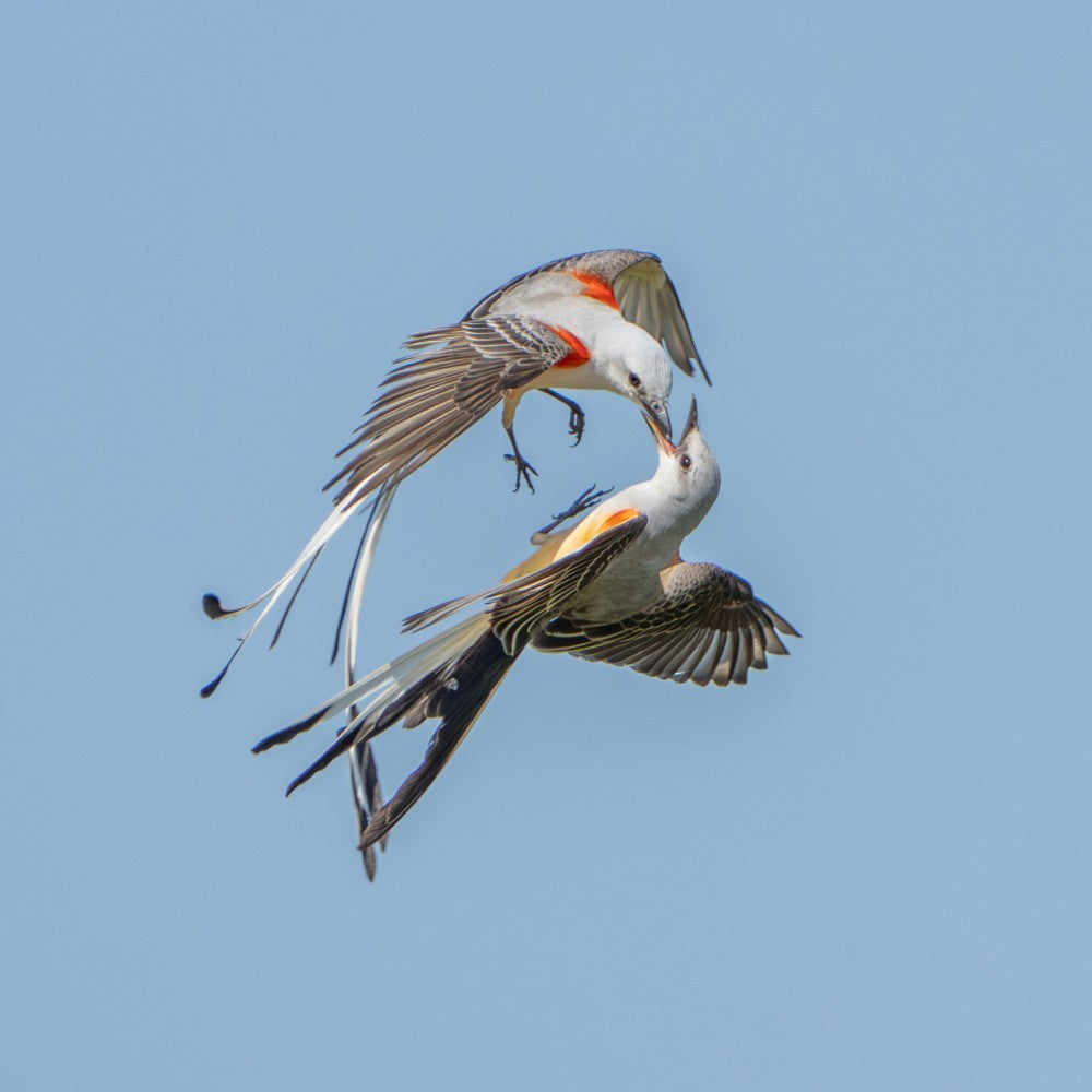 Scherenschwanz-Fliegenfänger