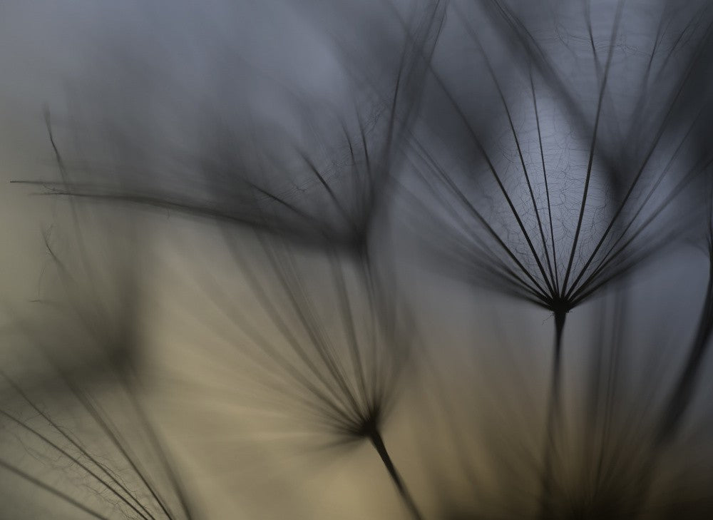 Tragopogon abstract
