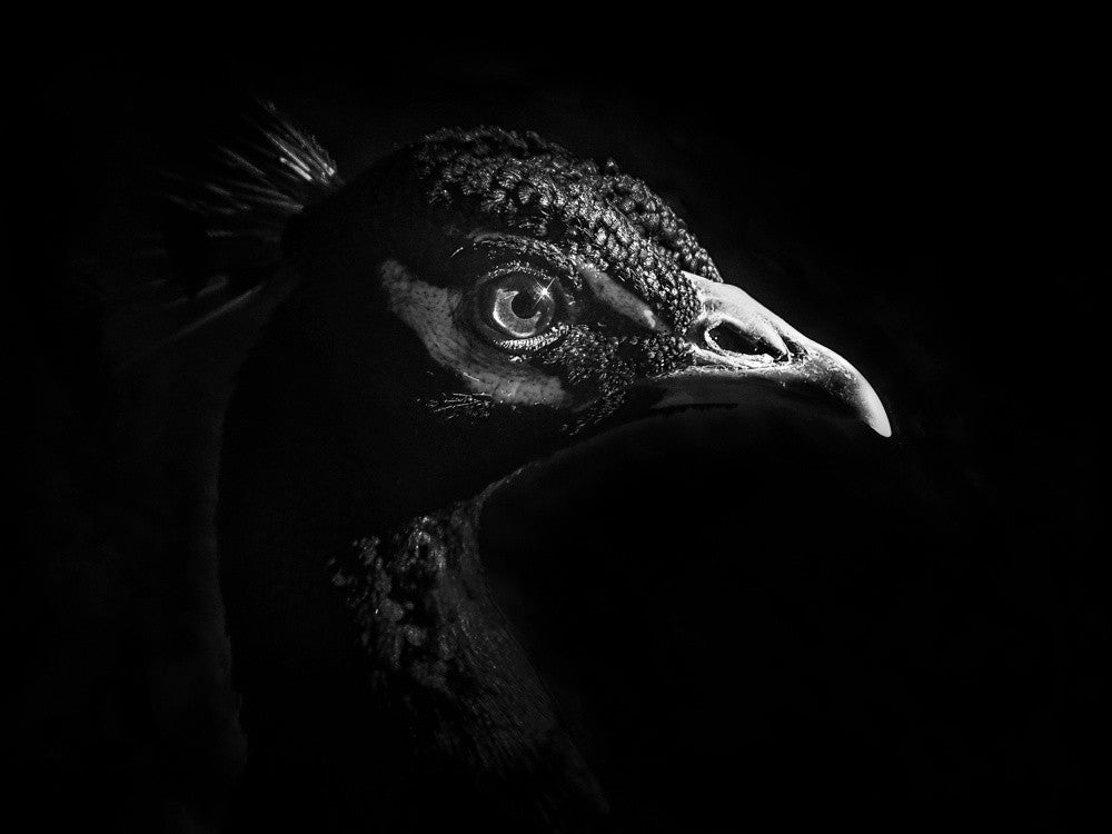 Sharp Eye