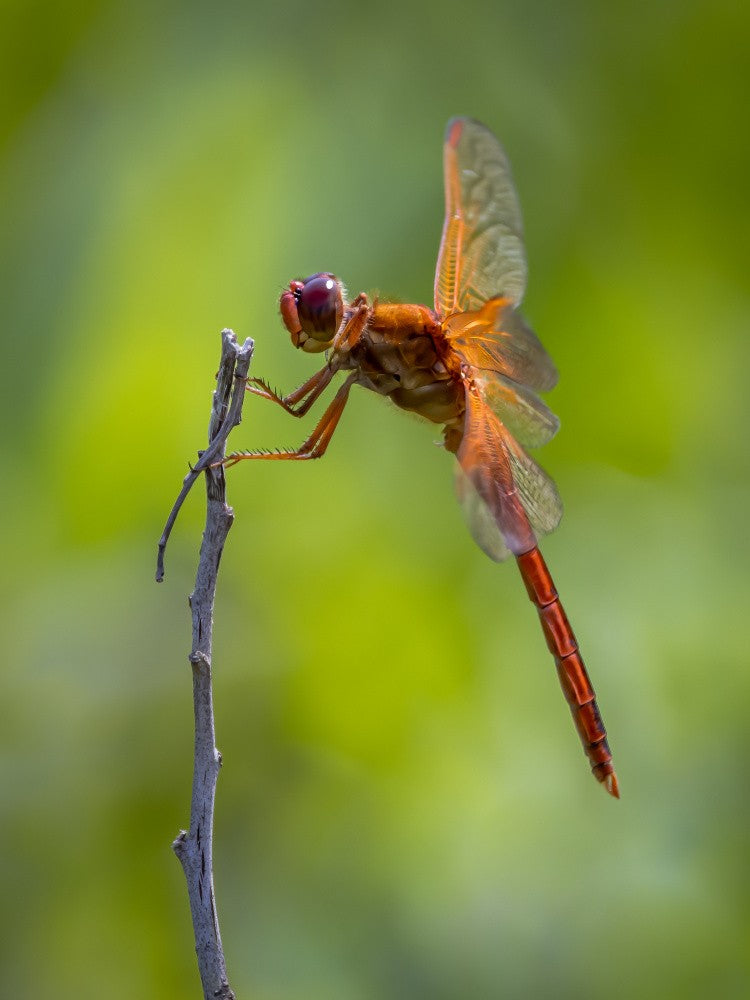 Summer Visitor