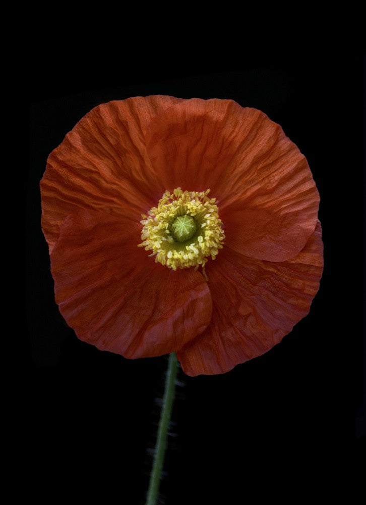 Red poppy